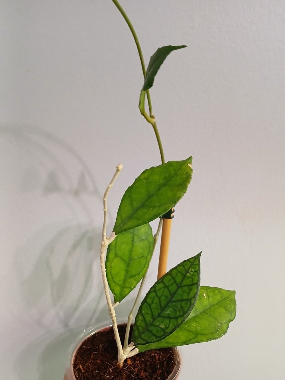 Hoya Finlaysonii Cutting